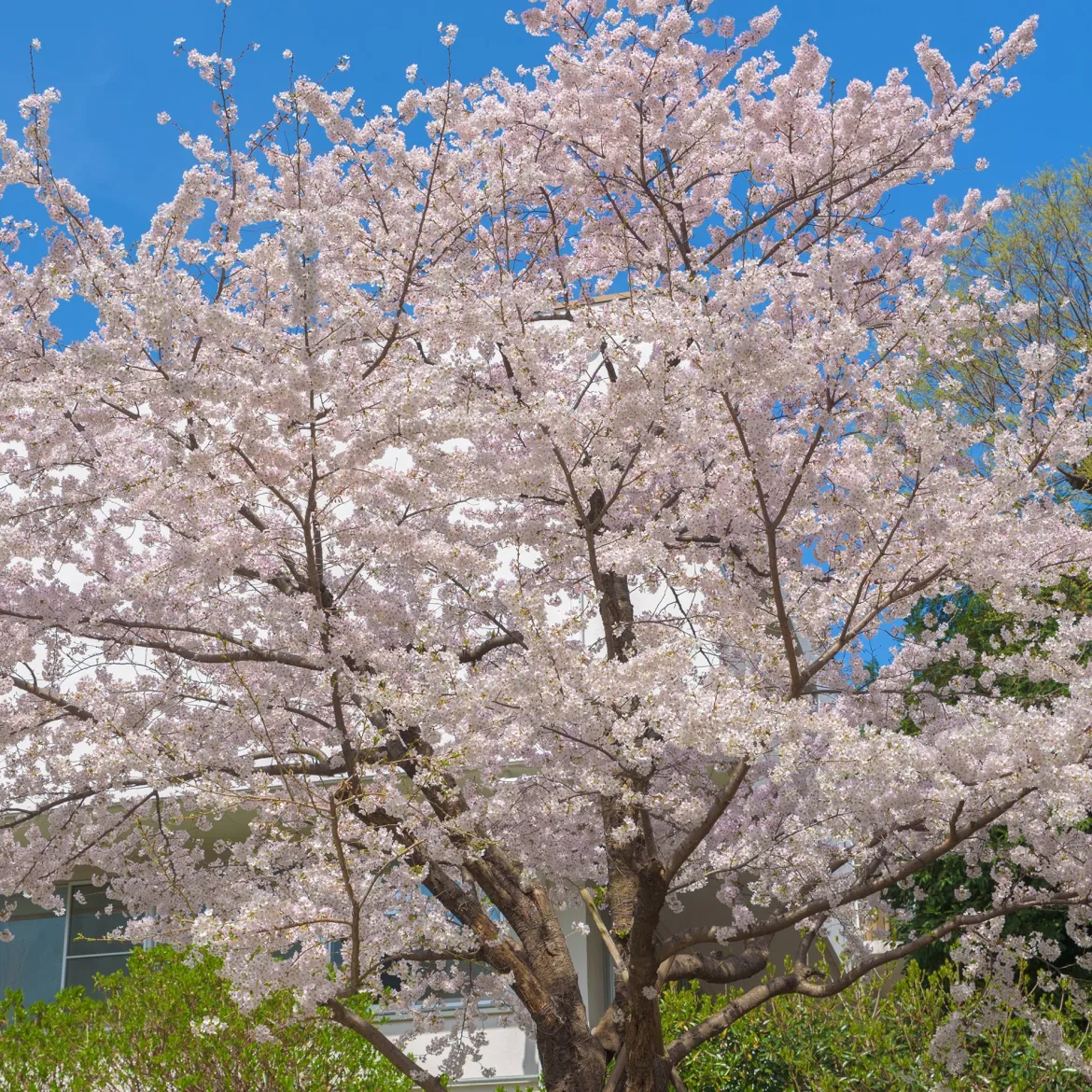 Cerisier à fleurs du Tibet - Nuage rose au printemps