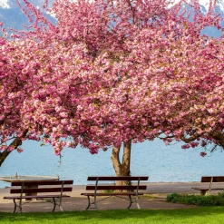 Cerisier à fleurs Kanzan - Un printemps rose spectaculaire