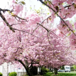 Cerisier à fleurs Kanzan - Un printemps rose spectaculaire