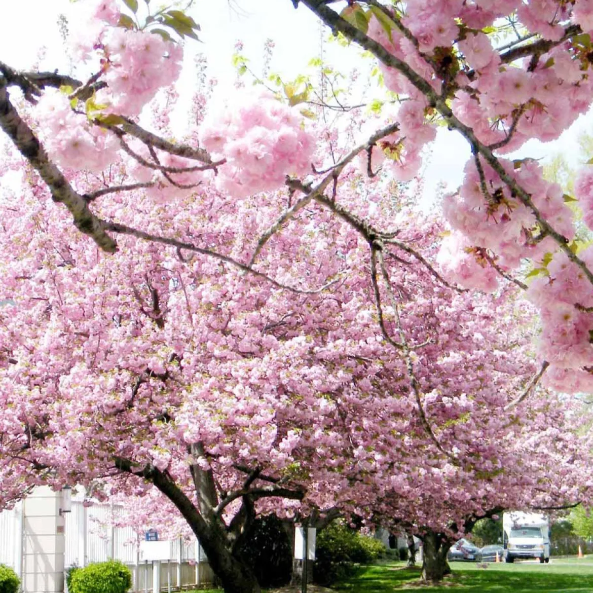 Cerisier à fleurs Kanzan - Un printemps rose spectaculaire