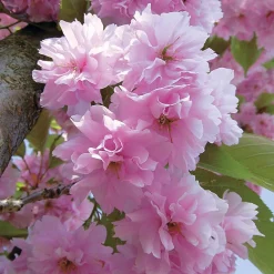 Cerisier à fleurs Kanzan - Un printemps rose spectaculaire