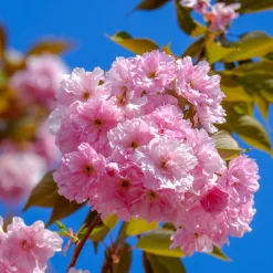 Cerisier à fleurs Kanzan - Un printemps rose spectaculaire