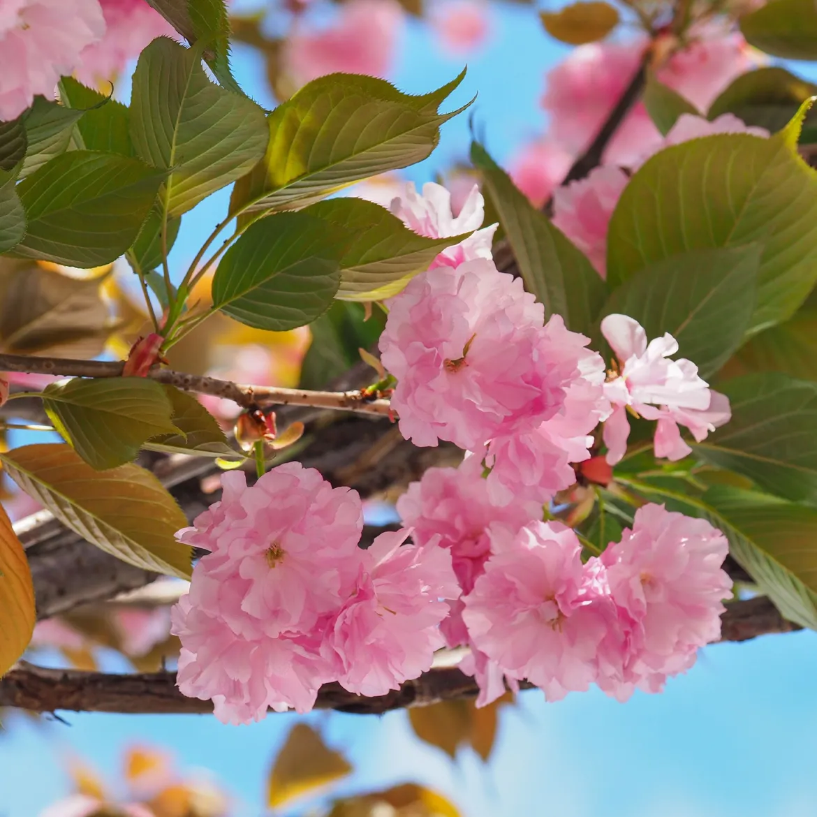 Cerisier à fleurs Kanzan - Un printemps rose spectaculaire