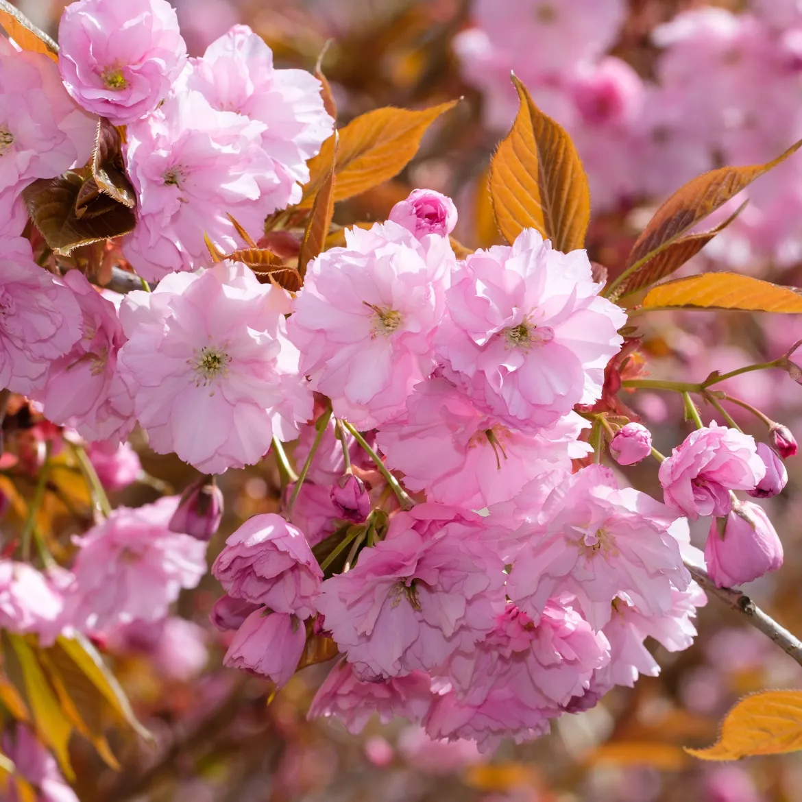 Cerisier à fleurs Kanzan - Un printemps rose spectaculaire