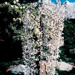 Cerisier à fleurs Snow Fountains - Une cascade de fleurs blanches