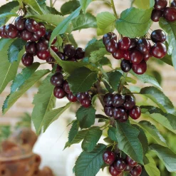 Cerisier Karina - Des cerises maison chaque été