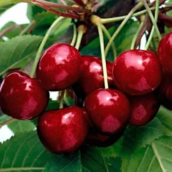 Cerisier Kordia - Des cerises noires et charnues