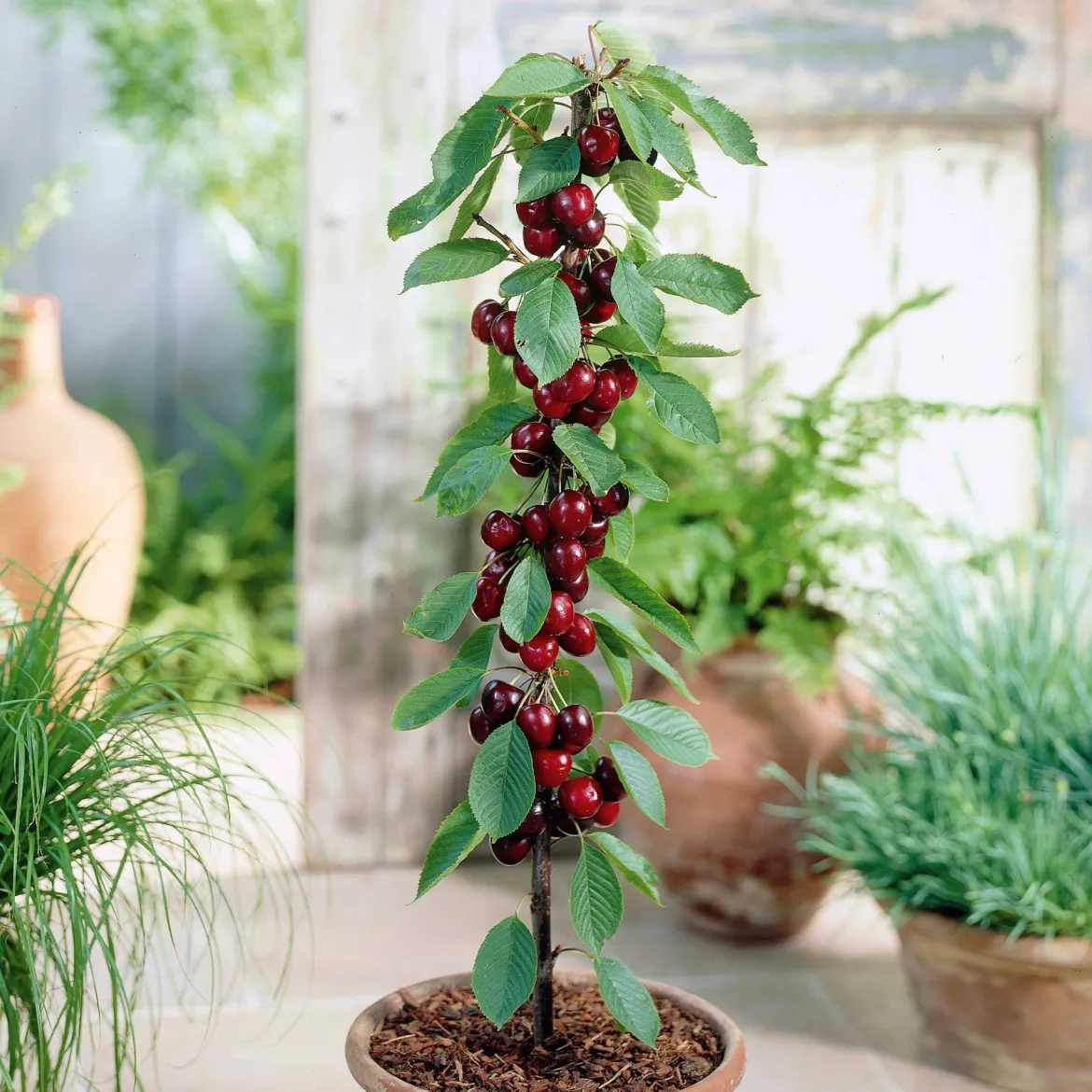Cerisier nain 'Sylvia' - Des cerises même sur balcon