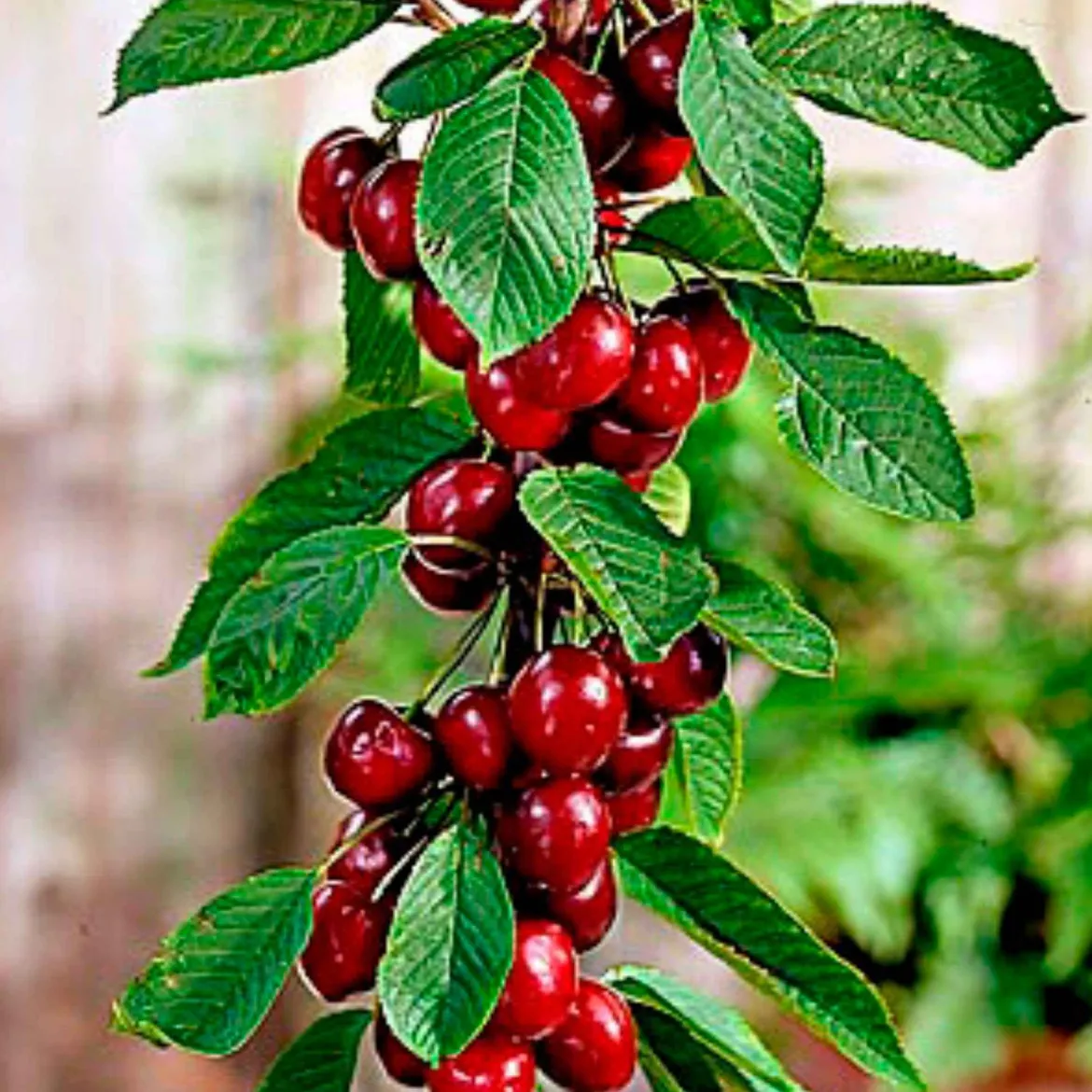 Cerisier nain 'Sylvia' - Des cerises même sur balcon