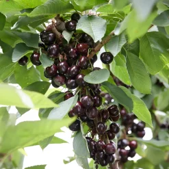 Cerisier Regina - Des cerises tardives et sucrées