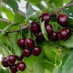 Cerisier Regina - Des cerises tardives et sucrées
