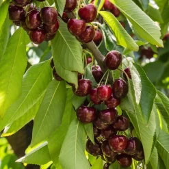 Cerisier Stella autofertile - Des cerises sans 2e arbre