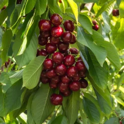 Cerisier Stella autofertile - Des cerises sans 2e arbre