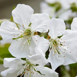 Cerisier Sunburst autofertile - Des cerises sans deuxième arbre