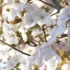 Cerisier Sunset Boulevard - Un nuage rose au jardin
