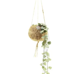 Ceropegia chaîne des cœurs et son pot en fibre de noix de coco - Cascade de cœurs déco