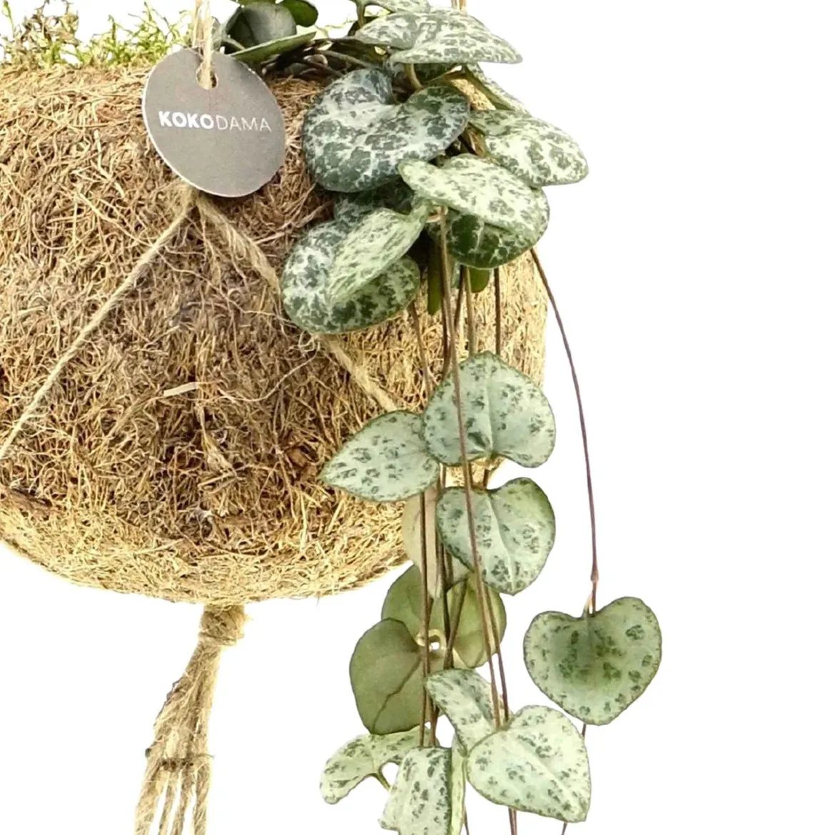 Ceropegia chaîne des cœurs et son pot en fibre de noix de coco - Cascade de cœurs déco
