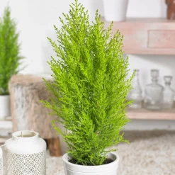Chambre Cupressus 'Goldcrest Wilma' - Un cyprès citron chez soi