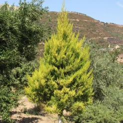 Chambre Cupressus 'Goldcrest Wilma' - Un cyprès citron chez soi