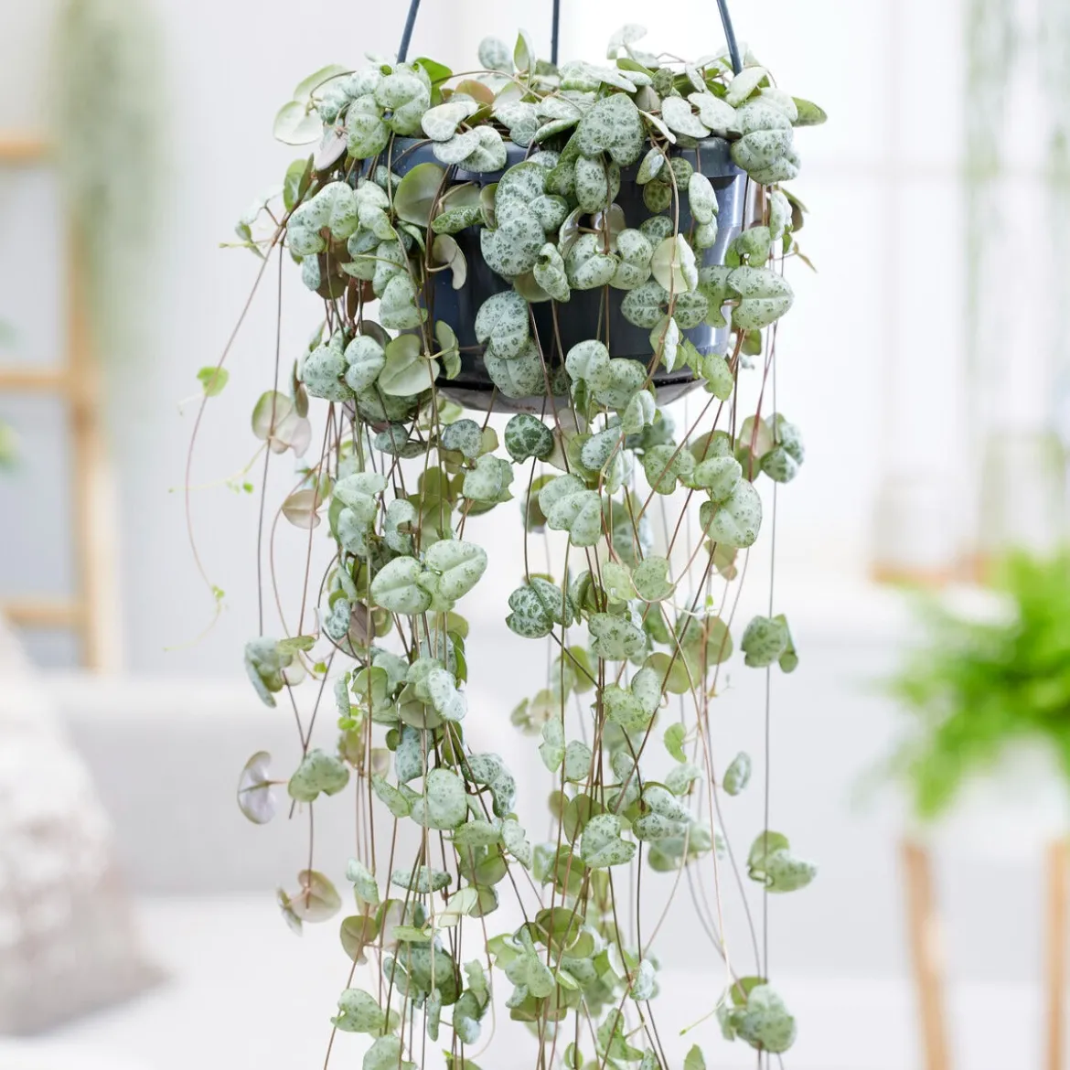 Chaîne des cœurs - Cascade déco sans effort