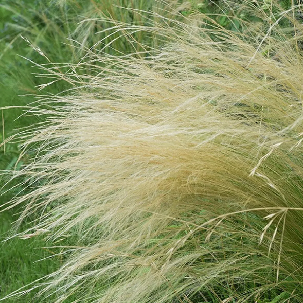 Cheveux d'Ange - L'effet vague au moindre vent