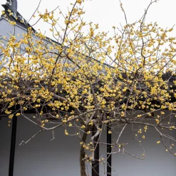 Chimonanthe précoce - Des fleurs en plein hiver