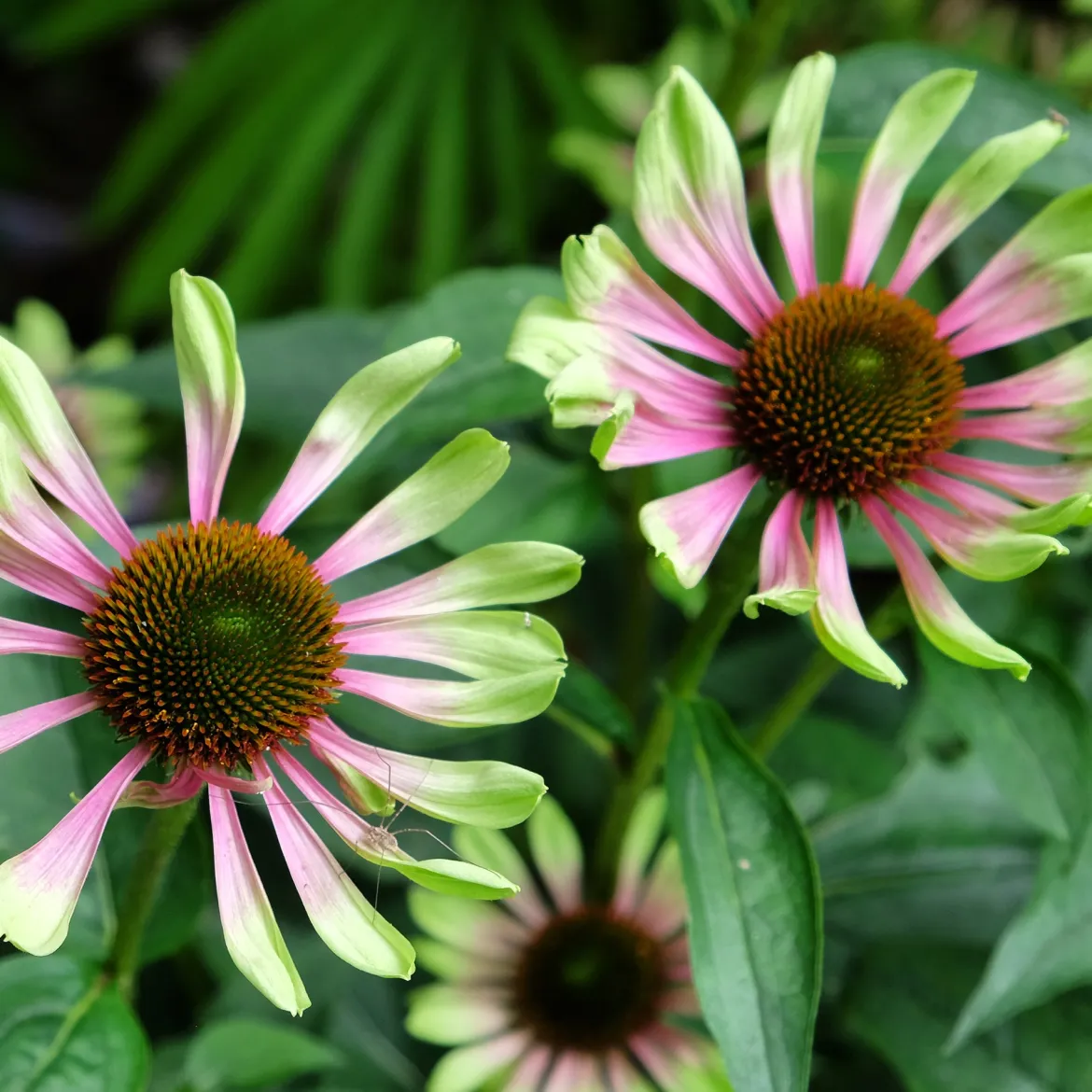 Échinacée pourpre Green Twister - Des fleurs vertes qui virent au rose
