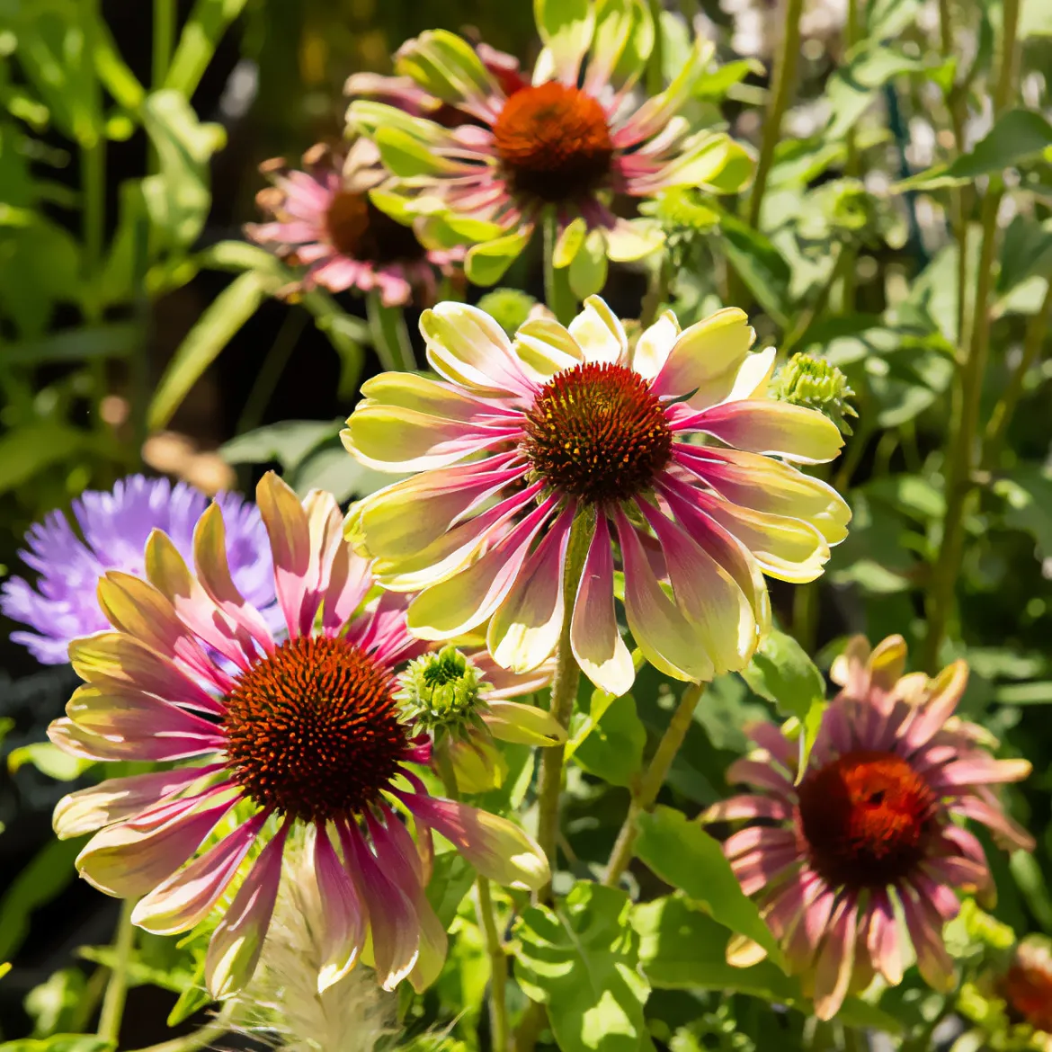 Échinacée pourpre Green Twister - Des fleurs vertes qui virent au rose