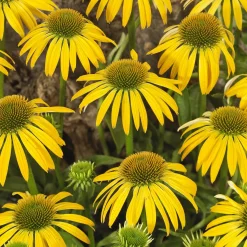 Échinacée pourpre Harvest Moon - Des fleurs jaunes tout l'été