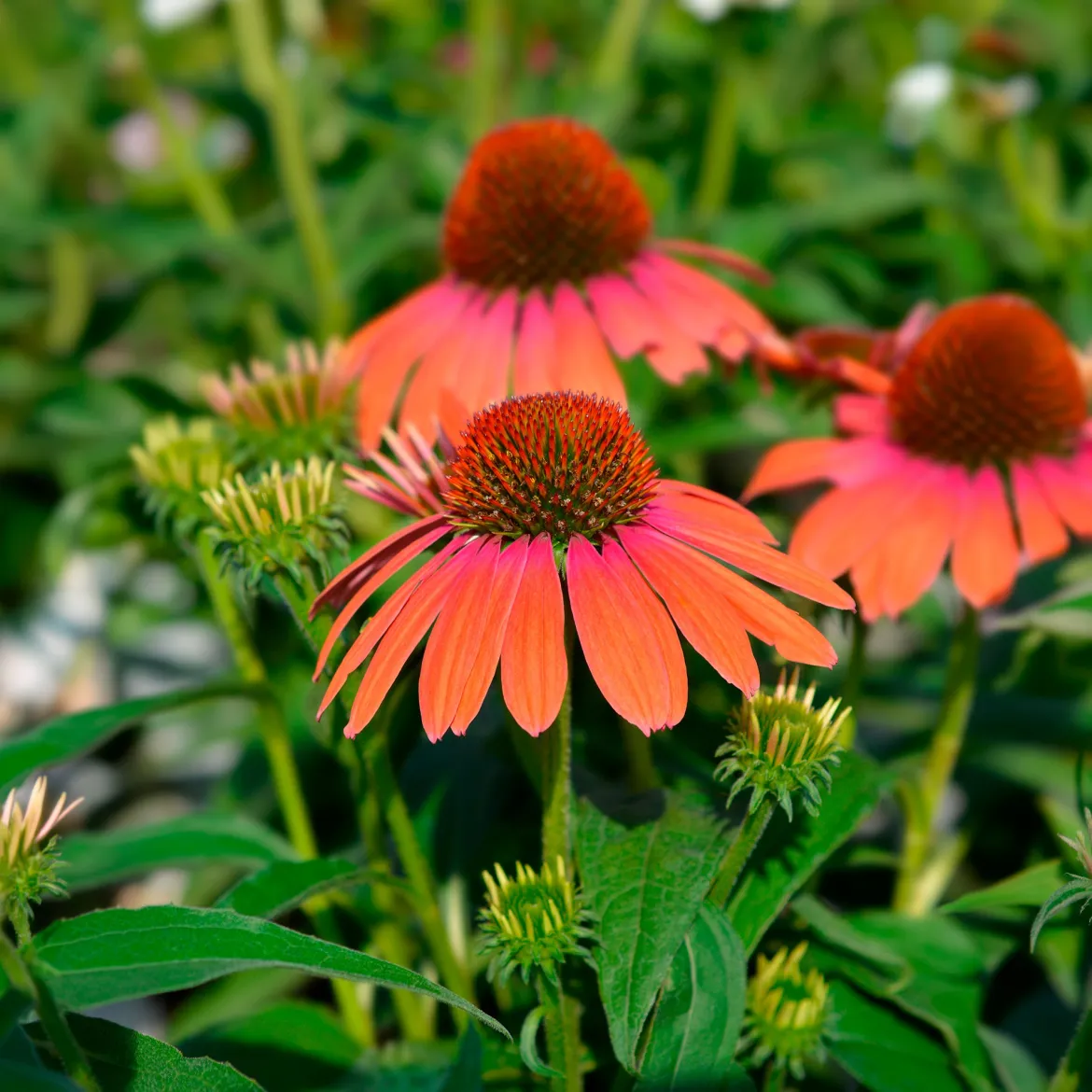Échinacée pourpre Julia - Fleurs orange tout l'été