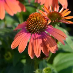 Échinacée pourpre Julia - Fleurs orange tout l'été