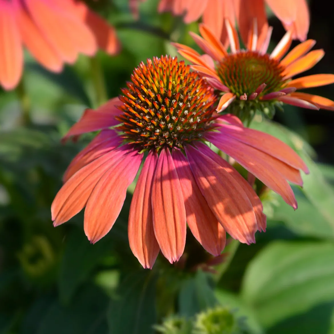 Échinacée pourpre Julia - Fleurs orange tout l'été