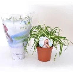 Chlorophytum Atlantic + cache pot blanc 14 cm. - Purifie l'air, idéale en suspension