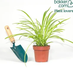 Chlorophytum 'Atlantic' - Verdure facile et dépolluante