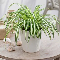 Chlorophytum 'Atlantic' - Verdure facile et dépolluante