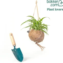 Chlorophytum et son pot en fibre de noix de coco - Verdure facile et déco