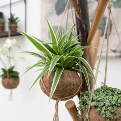 Chlorophytum et son pot en fibre de noix de coco - Verdure facile et déco