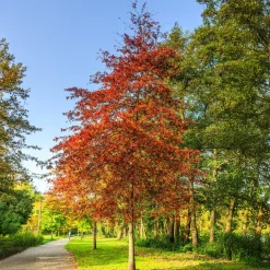 Chêne des marais - Un feuillage rouge feu