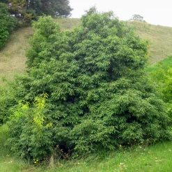 Chêne à feuilles de myrsine - Une haie verte toute l'année