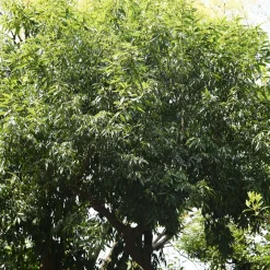 Chêne à feuilles de myrsine - Une haie verte toute l'année