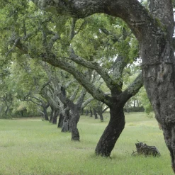 Chêne-liège - L'arbre à l'écorce unique