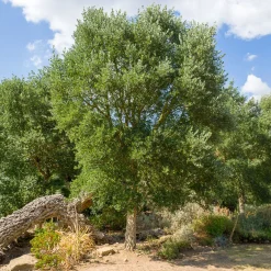 Chêne-liège - L'arbre à l'écorce unique