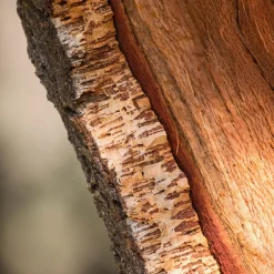 Chêne-liège - L'arbre à l'écorce unique