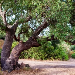 Chêne-liège - L'arbre à l'écorce unique