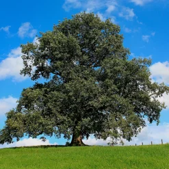 Chêne pédonculé - L'arbre d'une vie