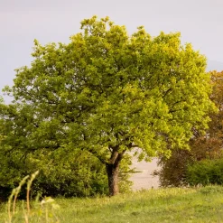 Chêne pubescent - L'arbre qui défie la sécheresse