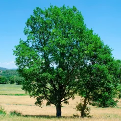 Chêne pubescent - L'arbre qui défie la sécheresse