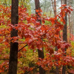 Chêne rouge d'Amérique - Feu rouge à l'automne