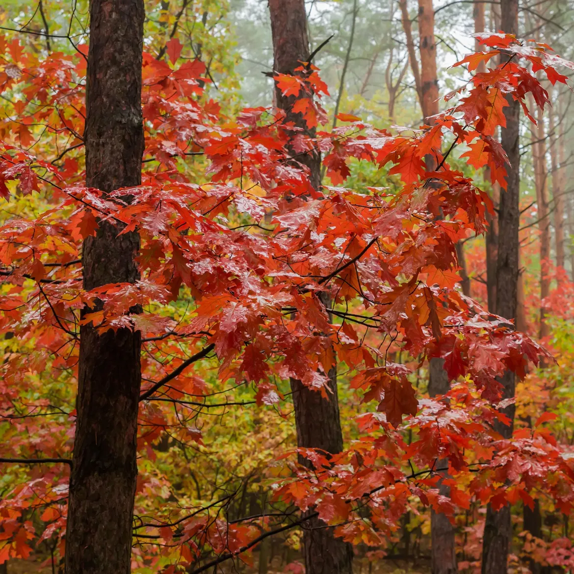 Chêne rouge d'Amérique - Feu rouge à l'automne