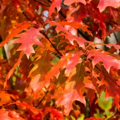 Chêne rouge d'Amérique - Feu rouge à l'automne